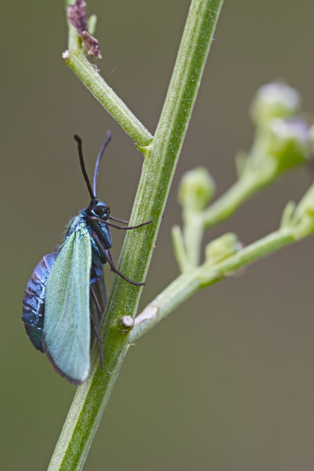 Zygaenidae adscita o jordanita?